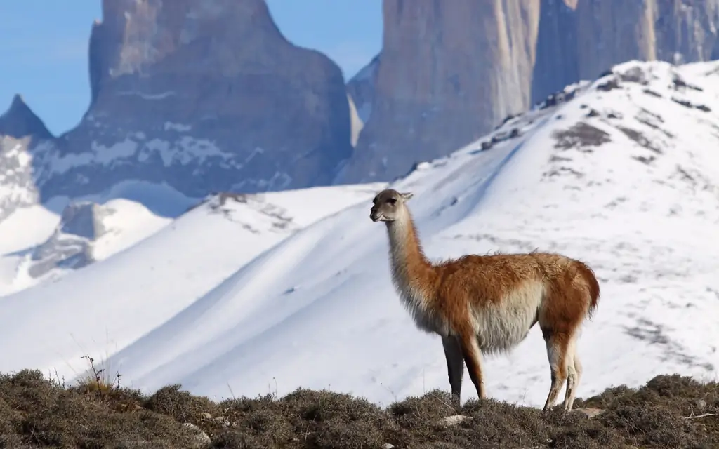 Patagonia