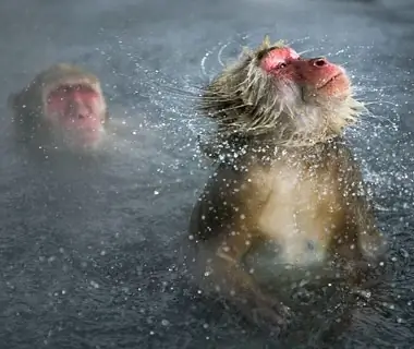 Jigokudani Monkey Park, Yamanouchi, Japan