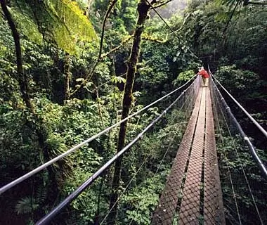 santa-elena-forests-200904-ss
