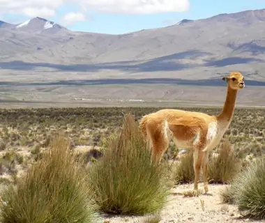 wildlife in the Andean regions of Peru