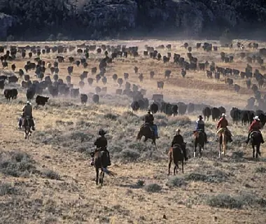 cowboys herding cattle at Hideout at Flitner Ranch, Shell, WY