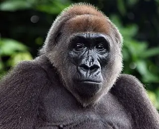 globalvision-cameroon-200810-ss-article