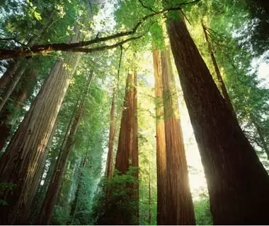 Jedediah Smith Campground at Jedediah Smith Redwood State Park, CA