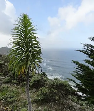 California Coastal Trail, Bay Area, California