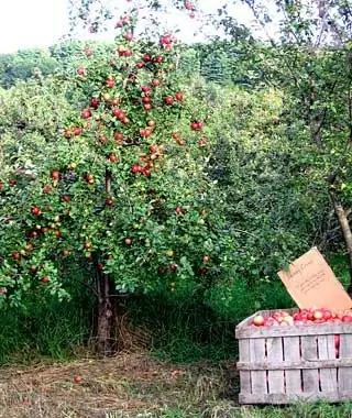 Dwight Miller Orchards, East Dummerston, VT