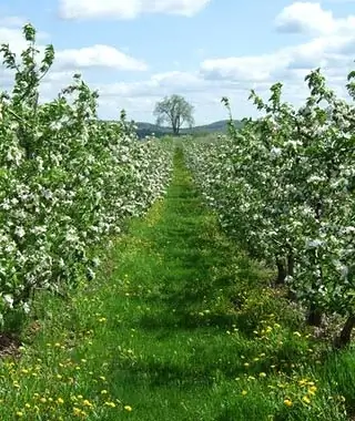 Alyson’s Orchard, Walpole, NH