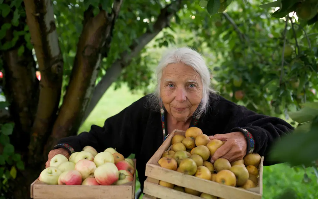 Westons-Антик-яблоки нового берлин-Висконсине APPLEPICK0917