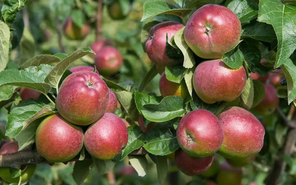 лос-Риос-Rancho-дубово-Glen-калифорния-APPLEPICK0917