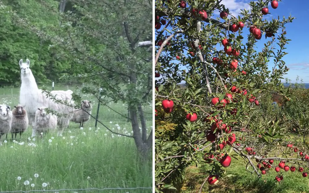 медведь-болотно-сад-Ашфилд-Массачусетс APPLEPICK0917