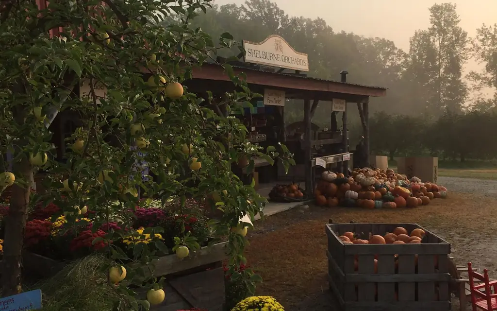 Shelburne-сады-Вермонт-APPLEPICK0917