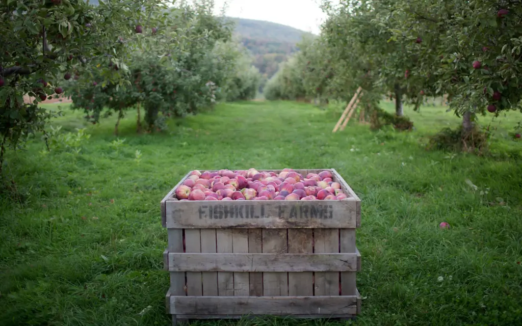 Фишкил-ферм-Hopewell спай-New-York-APPLEPICK0917