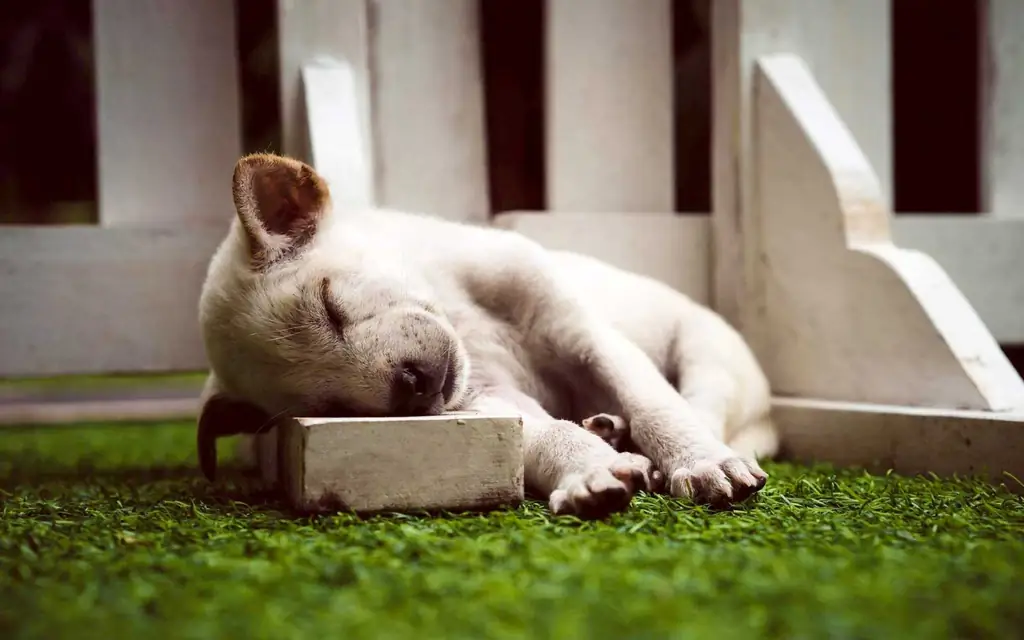 Этот отель стоимостью 21 $ в сутки на Бали предлагает 'The Puppy Therapy' дважды в неделю