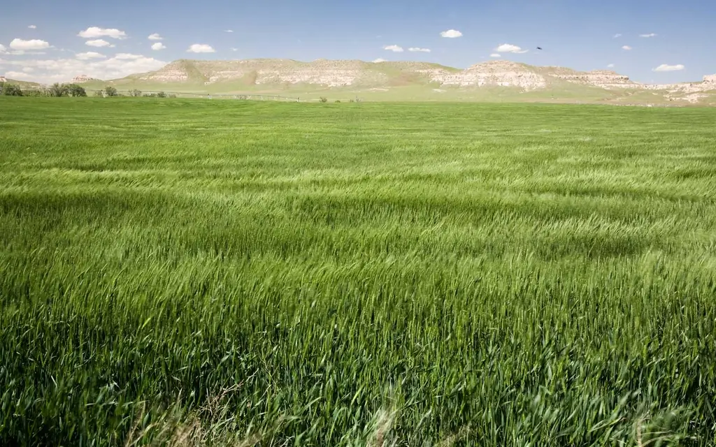 Prairie-Nebraska-PANTONE1216