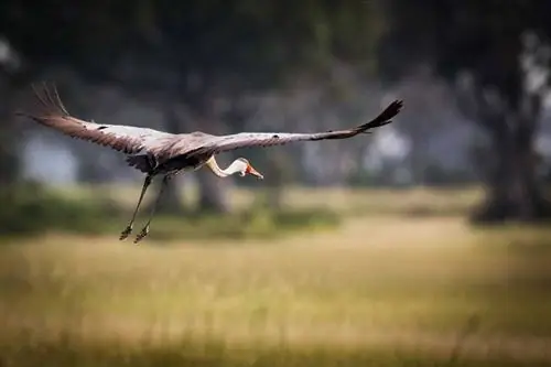 Плетёный журавль в полёте