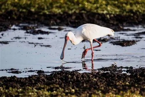Колпица бродит по воде