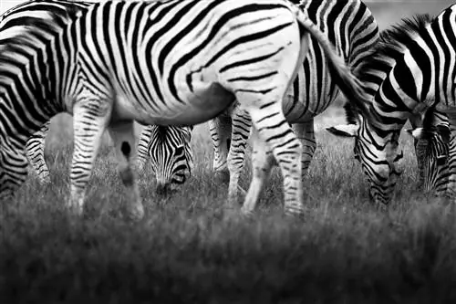 Черно-белое фото стада зебр крупным планом