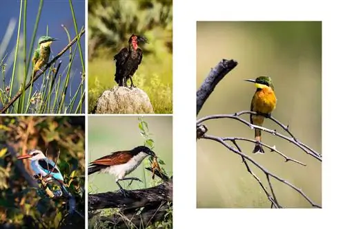 Коллекция из пяти фотографий птиц из Ботсваны, на которых показаны две разновидности пчелоедов, птица-носорог, кукал Берчелла и зимородок.