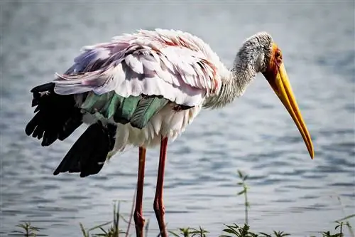 Желтоклювый аист ловит рыбу на мелководье