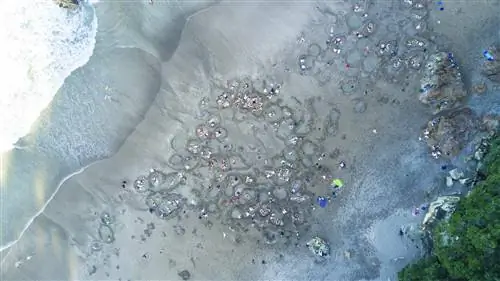 Знаменитый пляж Hot Water Beach в Новой Зеландии является обязательным местом для многих после отъезда из Окленда.