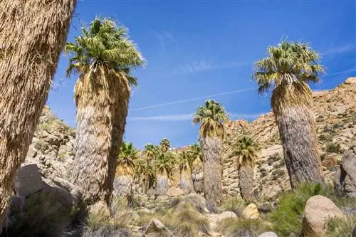 Веерные пальмы (Washingtonia filifera) в оазисе Затерянных пальм, популярном месте для пеших прогулок, национальный парк Джошуа-Три, Калифорния.