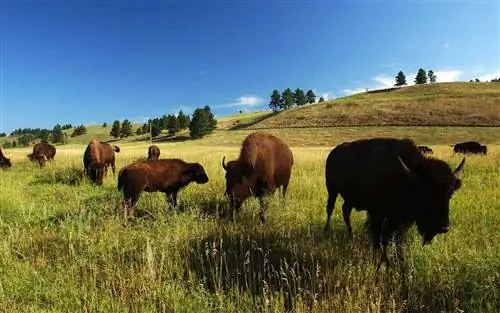 Государственный парк Кастер, Южная Дакота