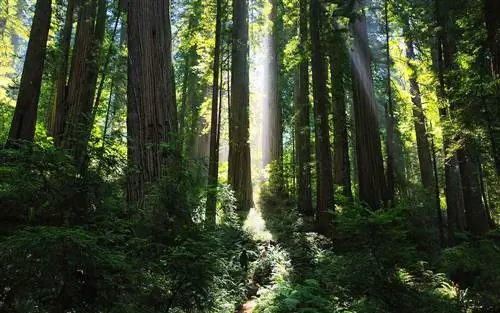 Государственный парк Прейри-Крик Редвуд, Калифорния