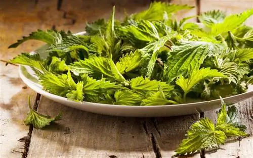 жгучая крапива