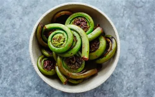 папоротники