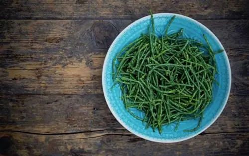 морские бобы