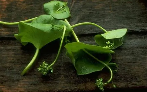 салат шахтера