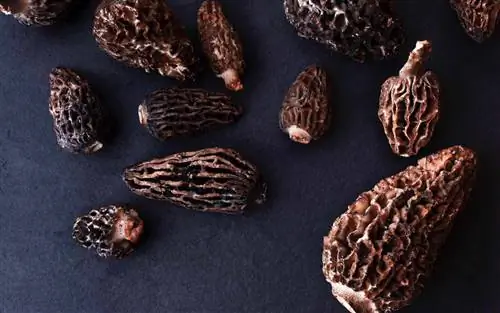 грибы сморчки