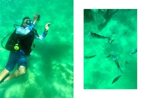 Опыт подводного снуба, фотографии, сделанные с использованием водонепроницаемого чехла для телефона Field & Stream.