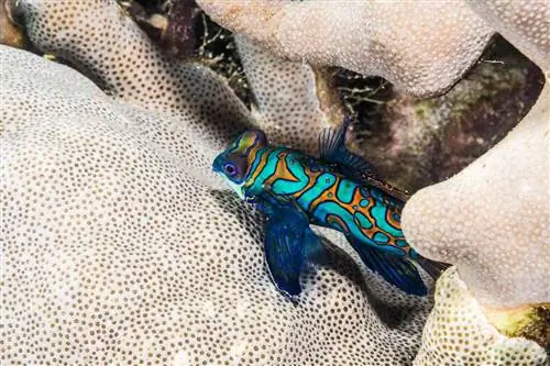 Рыба-мандаринка (Synchiropus splendidus (Herre, 1927)), карабкающаяся по каменным коралловым ветвям. Остров Яп Федеративные Штаты Микронезии