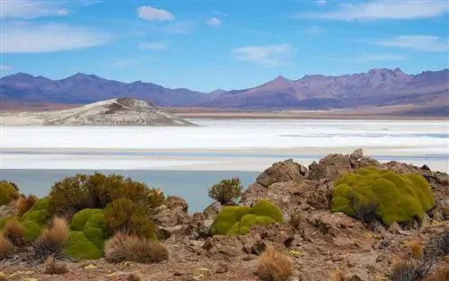 Пустынный Пейзаж Солончаков Атакама Чили