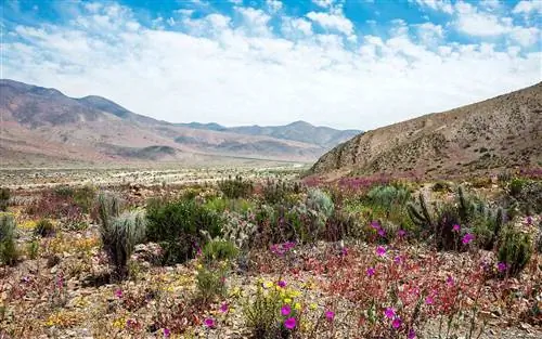 Пустынный Пейзаж Солончаков Атакама Чили