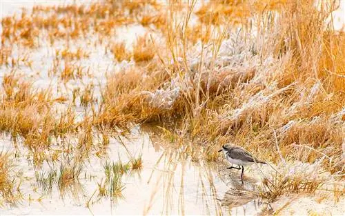 Пустынный Пейзаж Солончаков Атакама Чили