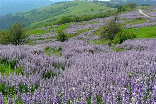Дорога Лысых холмов в Национальном парке Редвуд проходит через весеннее цветение ароматного горного люпина.