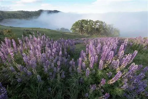 Пейзаж с дороги Лысых холмов с дубами, люпином, зелеными холмами и туманом. Национальный парк Редвуд