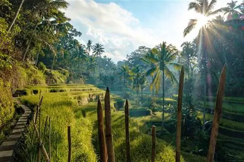 Рисовые террасы Тегаллаланг на рассвете в Убубе, Бали, Индонезия
