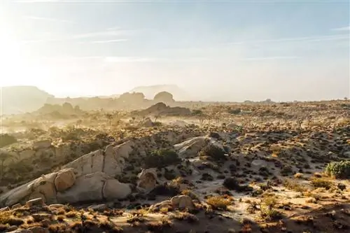 Национальный парк Джошуа-Три на закате