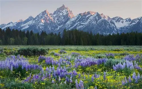 Национальный парк Гранд-Титон, Весна, Полевые цветы
