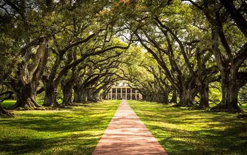 Плантация Дубовой аллеи, Луизиана, Весна