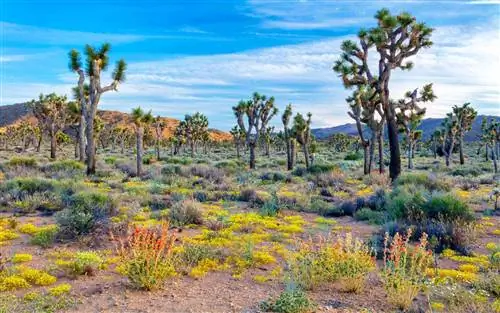 11 живописных американских автопутешествий этой весной