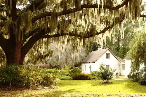 Исторические кварталы рабов на острове Сент-Саймонс, штат Джорджия, с живым дубом и испанским мхом.