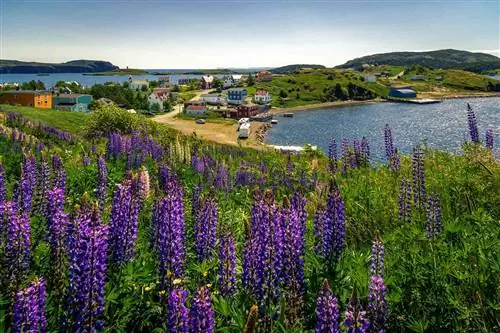 Вид с воздуха на залив Тринити, Ньюфаундленд