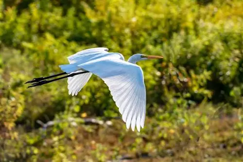 Белая цапля летит над озером Виноградная лоза