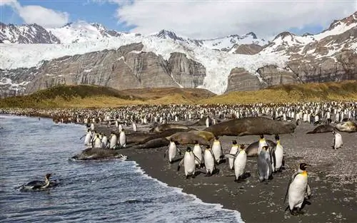 Пингвины, остров Южная Джорджия