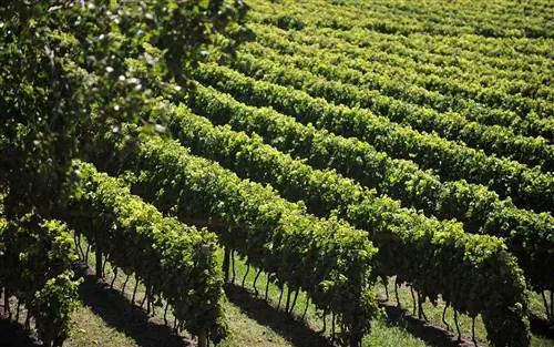 Гарсон, Уругвай