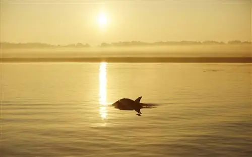 Вы можете поплавать с дельфинами в дикой природе и приютить детенышей морских черепах на лучшем острове континентальной части США