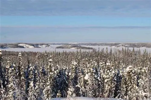 Снежный пейзаж